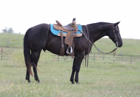 HorseID: 2261839 DZ April Cowboy - PhotoID: 1029943