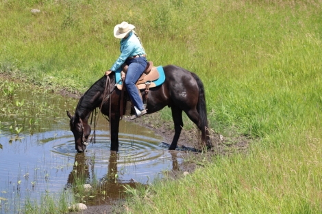 HorseID: 2261839 DZ April Cowboy - PhotoID: 1029944