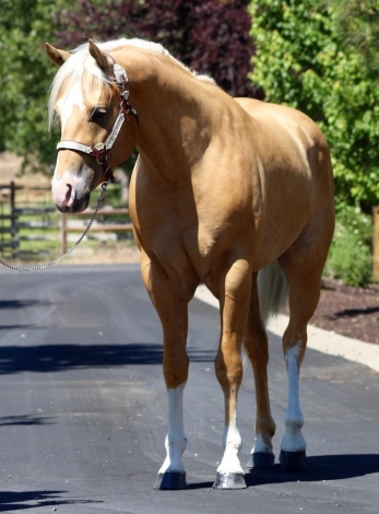 HorseID: 2262176 16h Palomino Stallion w/Chrome Dressge/Jumping/WE - PhotoID: 1030690