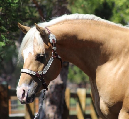 HorseID: 2262176 16h Palomino Stallion w/Chrome Dressge/Jumping/WE - PhotoID: 1030691