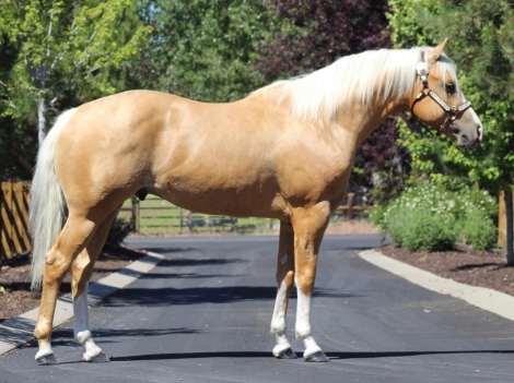 HorseID: 2262176 16h Palomino Stallion w/Chrome Dressge/Jumping/WE - PhotoID: 1030692