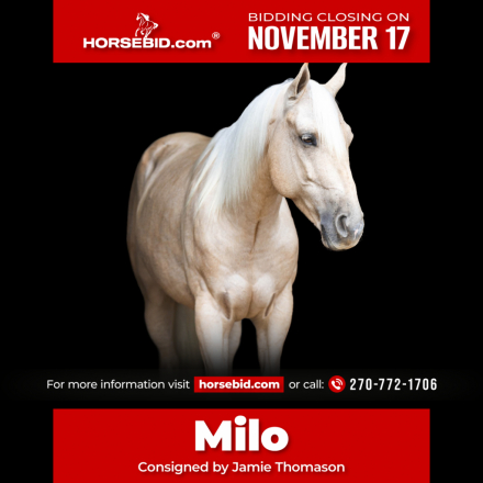 HorseID: 2262623 Milo - PhotoID: 1036986