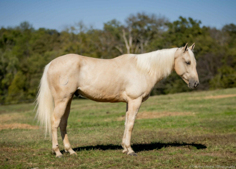 HorseID: 2262623 Milo - PhotoID: 1036987