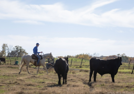 HorseID: 2262623 Milo - PhotoID: 1054923