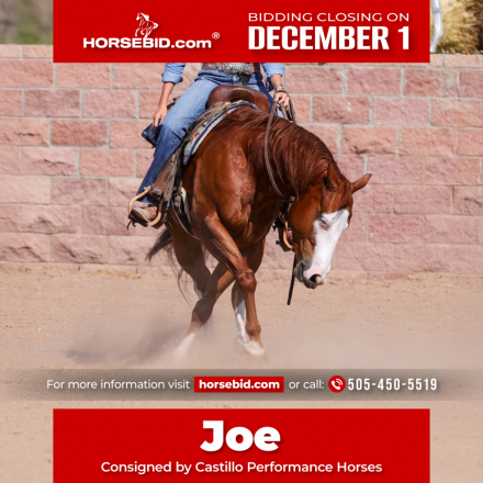 HorseID: 2262624 MIZZEN MY CASH - PhotoID: 1031019