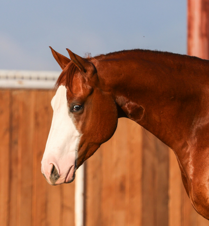 HorseID: 2262624 MIZZEN MY CASH - PhotoID: 1032128