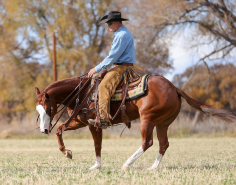 HorseID: 2262624 MIZZEN MY CASH - PhotoID: 1032129