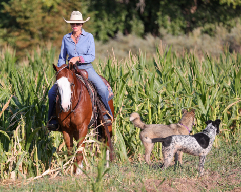 HorseID: 2262624 MIZZEN MY CASH - PhotoID: 1062982