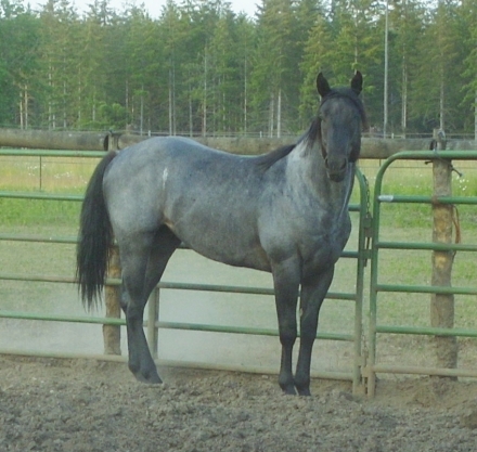 HorseID: 2262682 XXX FINLEY HANCOCK - PhotoID: 1031059