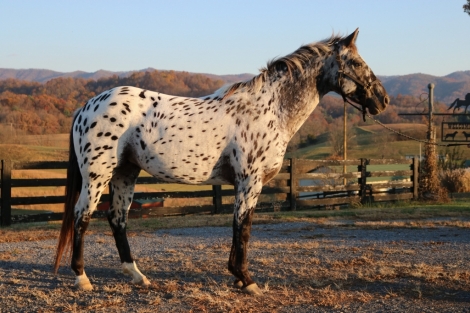 HorseID: 2262728 Harlequin Dreamer - PhotoID: 1031099
