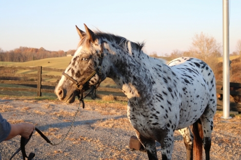 HorseID: 2262728 Harlequin Dreamer - PhotoID: 1031100