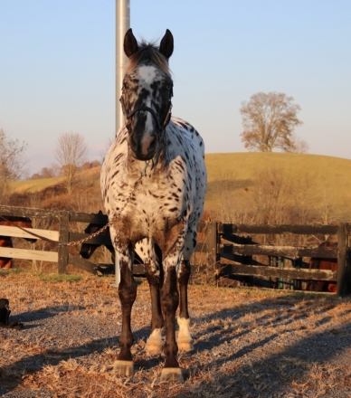 HorseID: 2262728 Harlequin Dreamer - PhotoID: 1031102