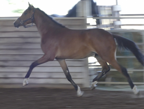 HorseID: 2262794 CF Siri - PhotoID: 1031173