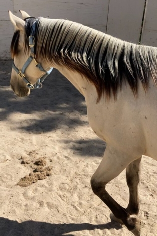 HorseID: 2262976 Andalusian/Azteca Yearling Buckskin Colt - PhotoID: 1031370