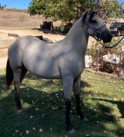 HorseID: 2262976 Andalusian/Azteca Yearling Buckskin Colt - PhotoID: 1031372