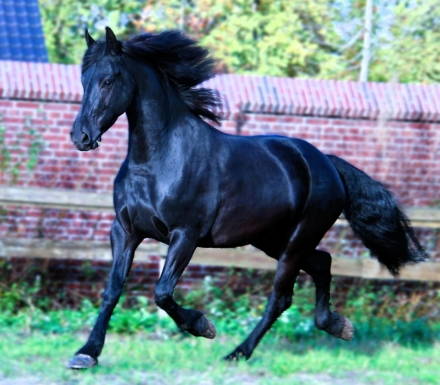 HorseID: 2263310 Josephine - PhotoID: 1031836