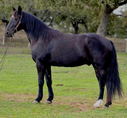 HorseID: 2263514 Black Beauty JP - PhotoID: 1032150