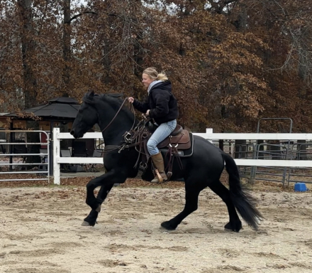 HorseID: 2265020 Kaptain Pierce - PhotoID: 1042264