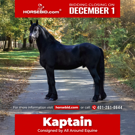 HorseID: 2265020 Kaptain Pierce - PhotoID: 1042261