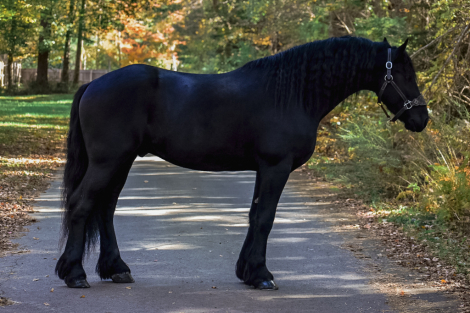 HorseID: 2265020 Kaptain Pierce - PhotoID: 1042262