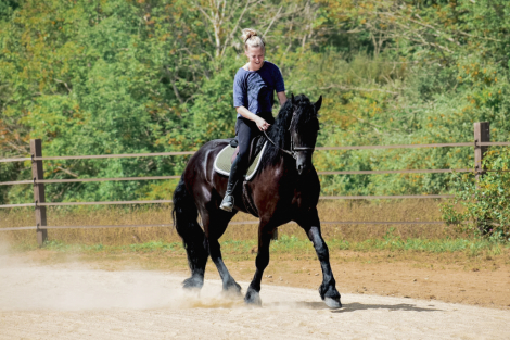 HorseID: 2265020 Kaptain Pierce - PhotoID: 1042263