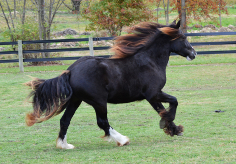 HorseID: 2266844 CHESTNUT OAK'S ZARRA - PhotoID: 1066143