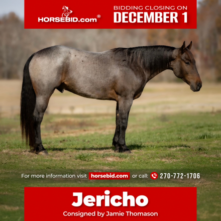 HorseID: 2271747 DJ VALENTINE BLU MAN - PhotoID: 1043299