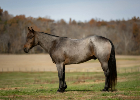 HorseID: 2271747 DJ VALENTINE BLU MAN - PhotoID: 1043300