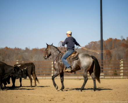 HorseID: 2271747 DJ VALENTINE BLU MAN - PhotoID: 1043301