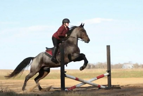 HorseID: 2271747 DJ VALENTINE BLU MAN - PhotoID: 1089903