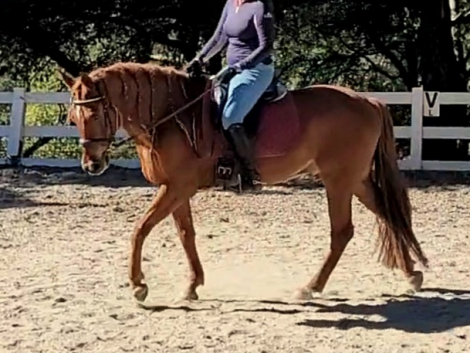 HorseID: 2272749 Gizmo - PhotoID: 1074220