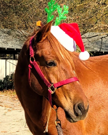 HorseID: 2272749 Gizmo - PhotoID: 1074223