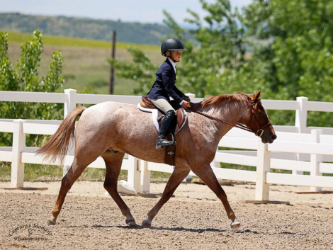 HorseID: 2275253 SPH Surprise Party - PhotoID: 1089608