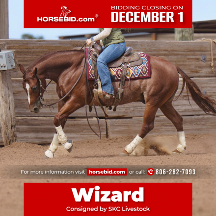 HorseID: 2275754 Whizeus Code - PhotoID: 1048799
