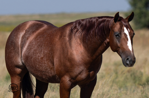 HorseID: 2275754 Whizeus Code - PhotoID: 1048800