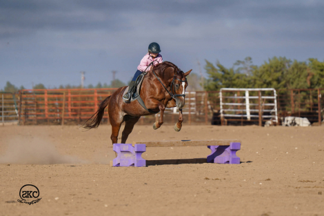 HorseID: 2275754 Whizeus Code - PhotoID: 1067946