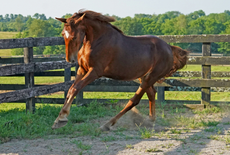 HorseID: 2276201 Cerulean Frankly Scarlett - PhotoID: 1077713