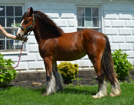 HorseID: 2277046 CHESTNUT OAK'S S'MORES - PhotoID: 1088757