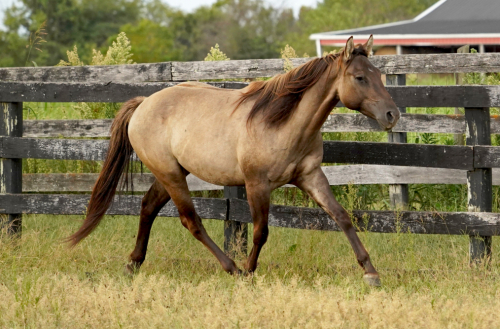 HorseID: 2277240 Cerulean Ebon Echo - PhotoID: 1079433