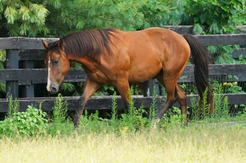 HorseID: 2277242 Cerulean Roanoke - PhotoID: 1079221