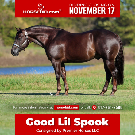 HorseID: 2280895 Good Lil Spook - PhotoID: 1055700