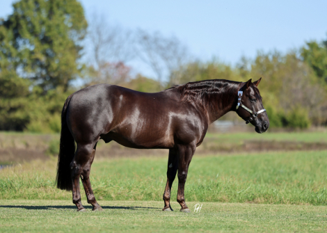 HorseID: 2280895 Good Lil Spook - PhotoID: 1055701