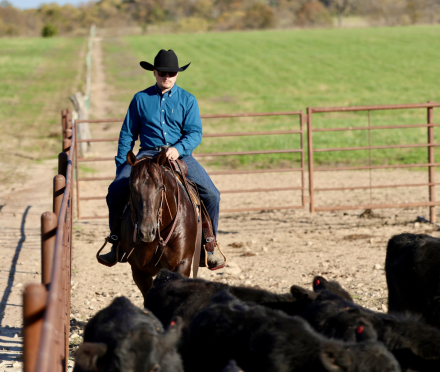 HorseID: 2280895 Good Lil Spook - PhotoID: 1062981