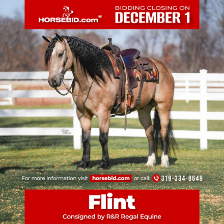 HorseID: 2280897 Flint - PhotoID: 1055708