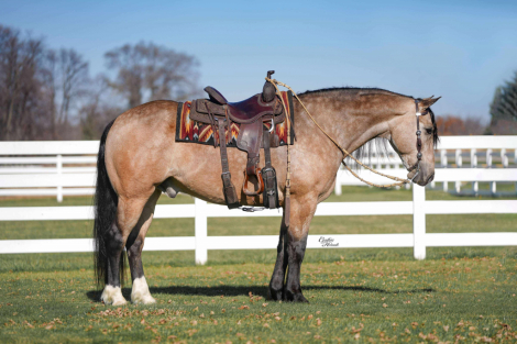 HorseID: 2280897 Flint - PhotoID: 1089900