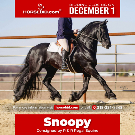 HorseID: 2280899 Snoopy - PhotoID: 1055720