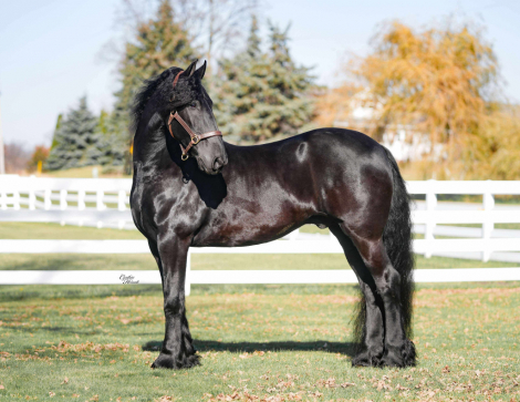 HorseID: 2280899 Snoopy - PhotoID: 1055721