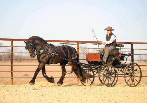 HorseID: 2280899 Snoopy - PhotoID: 1055722