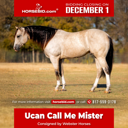 HorseID: 2280901 Ucan Call Me Mister - PhotoID: 1055704