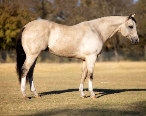 HorseID: 2280901 Ucan Call Me Mister - PhotoID: 1055705